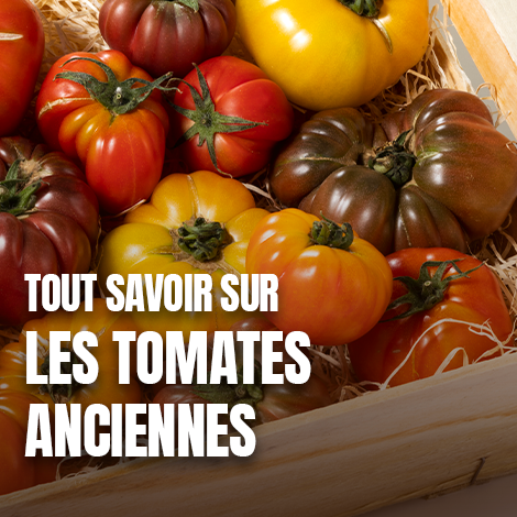 Tout savoir sur les tomates anciennes